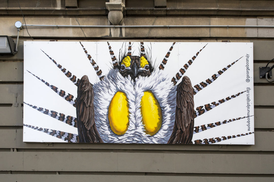 GREATER SAGE-GROUSE