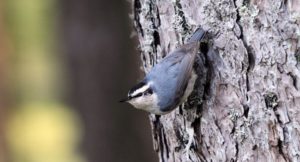 THREATENED BIRDS