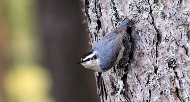 LES OISEAUX MENACÉS