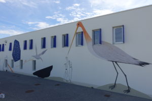 11 oiseaux migrateurs à Anglet